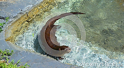 Otters are carnivorous mammals Stock Photo