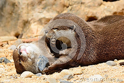 Otters cuddling Stock Photo