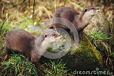Otters Stock Photo
