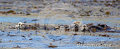 Otters playing in a kelp bed Stock Photo