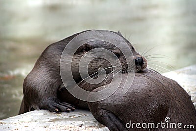 Otters playing Stock Photo