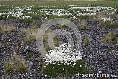 Ð¡otton grass Stock Photo