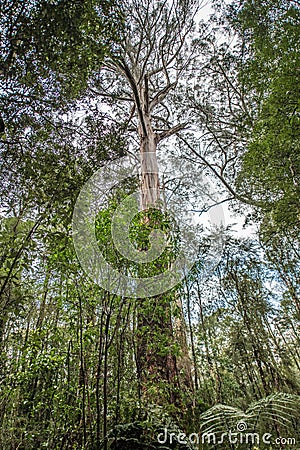 Otway Fly Treetop Walk Stock Photo