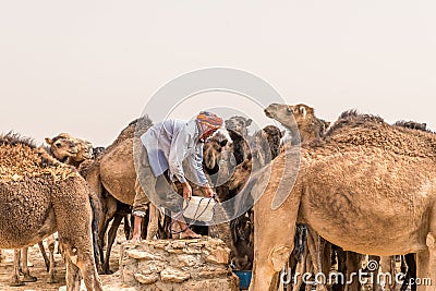 OUARZAZATE/MOROCCO - APRIL 19, 2017: a camel driver feeds its beasts and gives water in the desert Editorial Stock Photo