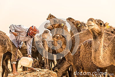 OUARZAZATE/MOROCCO - APRIL 19, 2017: a camel driver feeds its beasts and gives water in the desert Editorial Stock Photo