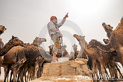 OUARZAZATE/MOROCCO - APRIL 19, 2017: a camel driver feeds its beasts and gives water in the desert Editorial Stock Photo