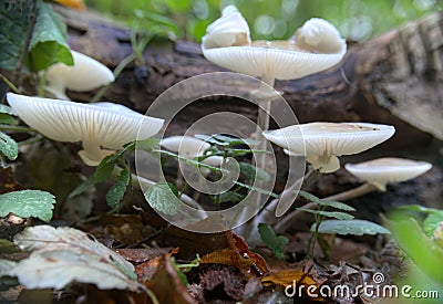 Oudemansiella mucida, the porcelain fungus in a close wide-angle shot Stock Photo