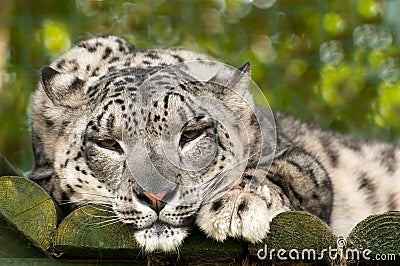 Ounce or snow leopard Stock Photo