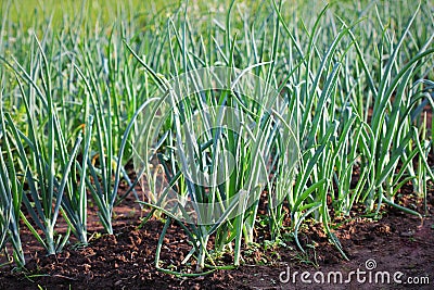 Young spring onion sprout on the field. Organically grown onions in the soil. Organic farming Stock Photo