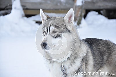 Our dog that attracts scurvy in finland lapland, we can't do anything without him Stock Photo