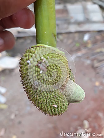 Our jackfruit boy show hes p Stock Photo