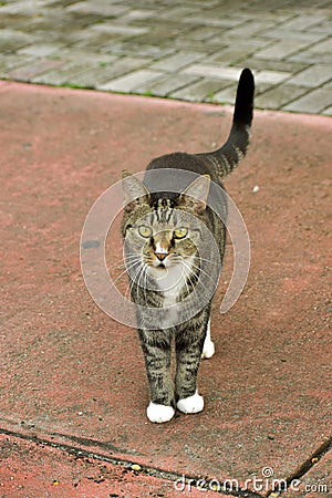 Our kitten coming back home Stock Photo