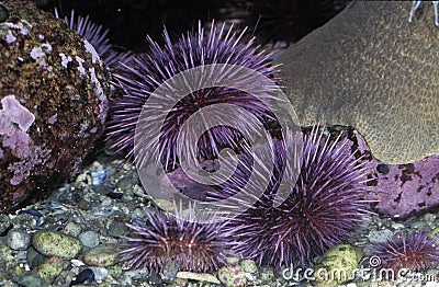 Purple Sea Urchin strongylocentrotus purpuratus Stock Photo