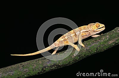 Oustalet`s Chameleon, chamaeleo oustaleti, Adult walking on Branch Stock Photo