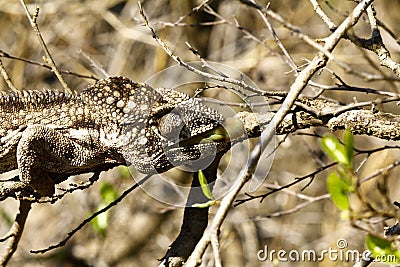 Oustalet's Chameleon (Furcifer Oustaleti) Stock Photo