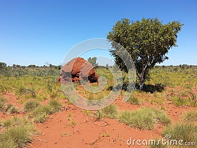 Outback Australia Termite ant hill mound with tree Stock Photo