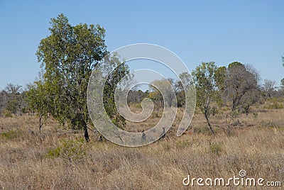 Arid, dry landscape, Outback Queensland, Australia Stock Photo