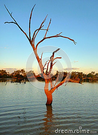 Outback billabong tree at sunset Stock Photo