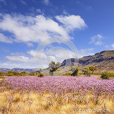 Pilbara Western Australia Wild Flowers Stock Photo