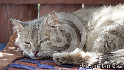 Outbred fluffy cat is dozing. Portrait of a gray cat Stock Photo