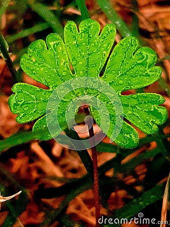 Outburst of Green Stock Photo