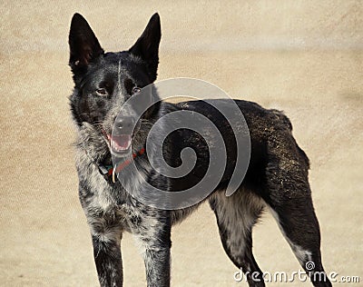 Outdoor Cattle Dog Portrait Stock Photo