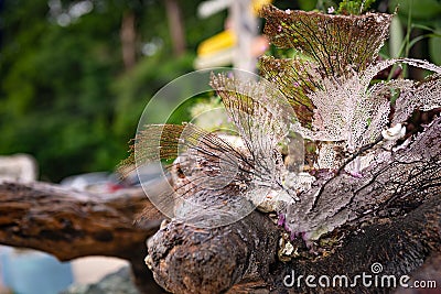 Outdoor decoration beach tropical log coral beechwood plants arrangement rustic Stock Photo