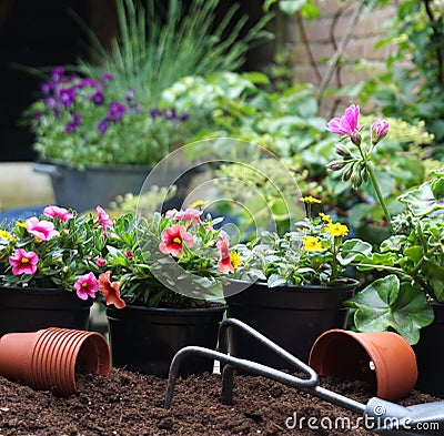 Outdoor gardening planting flowers in the spring garden. With pots and gardening tools at wooden table with soil background. Urban Stock Photo