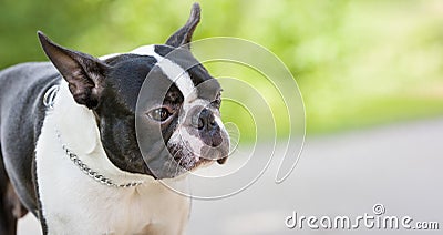 Outdoor head portrait of black and white dog, young purebred Boston Terrier in a park.Boston terrier dog posing in Stock Photo
