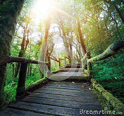 Outdoor hiking nature trail in deep green forest Stock Photo