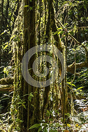 Outdoor image of a tropical lianas, covered with moss, mysterious Highlands forest. Relic wet mossy forest - Doi Stock Photo