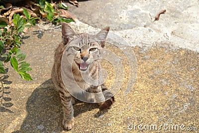 Outdoor kitten smiles Stock Photo