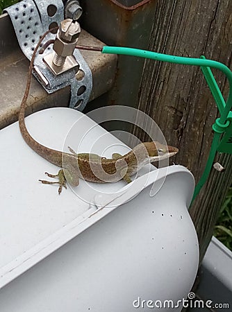 Outdoor Lizard chilling propped gazing Stock Photo