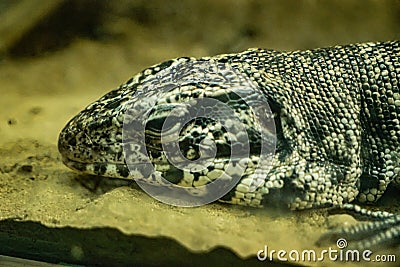 Outdoor lizard head big lizard Stock Photo