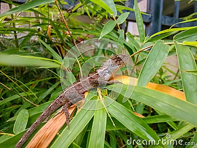 An outdoor lizard that lives on bamboo leaves. Stock Photo