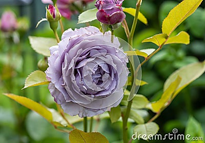 Outdoor macro of blooming violet rose blossoms on a shrub with buds Stock Photo