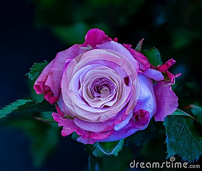 Outdoor macro of a violet red pink veined rose blossom on natural blurred green background Stock Photo