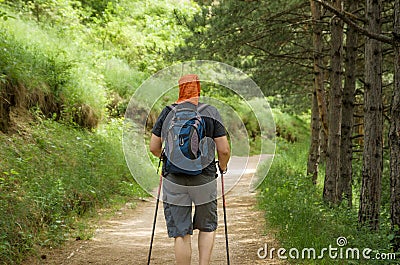 Outdoor. A man with sticks for Nordic walking and a backpack engaged in trekking on the path in a pine forest or Park. Healthy Stock Photo
