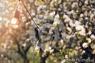 Outdoor party string lights hanging in backyard garden Stock Photo