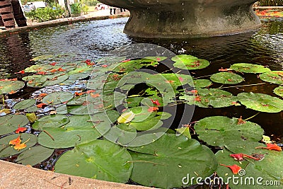 outdoor pool with natural water lily fountain. colorful scenic spot on water in nature pond Stock Photo