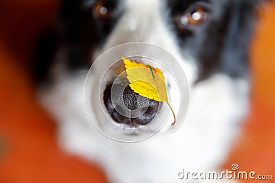 Outdoor portrait of cute funny puppy dog border collie with yellow fall leaf on nose. Dog sniffing autumn leaves. Close Up Stock Photo