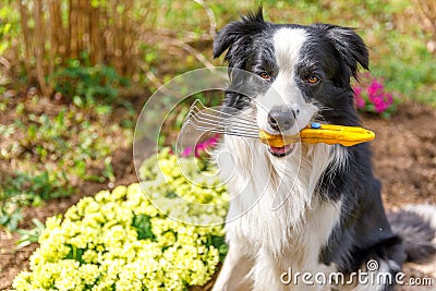Outdoor portrait dog border collie holding garden rake in mouth on garden background. Funny puppy dog as gardener Stock Photo