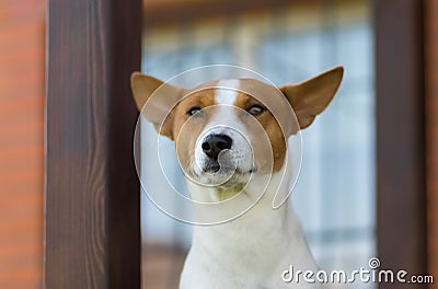 Portrait of royal basenji dog against the house it lives Stock Photo