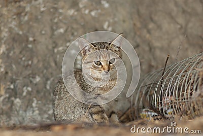 Tabby kitty hiding using the same coloration like surroundings Stock Photo