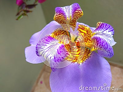 Outdoor purple orchid close shot Stock Photo