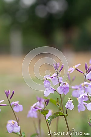 Outdoor purple wildflowers in park Stock Photo