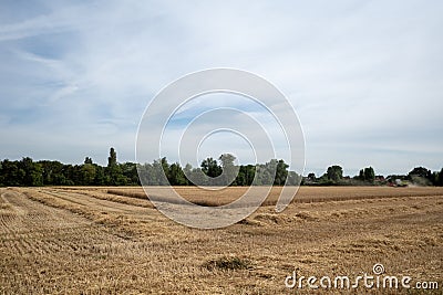 Golden oat or wheat field and working combine harvester tractor during harvesting. Stock Photo