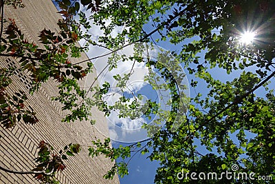 Upward view of building apparent brick wall, tree branches and blue sky Stock Photo