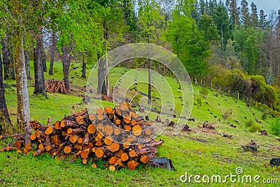 Outdoor view of of firewood pile in the forest of Pucon in Chile Stock Photo