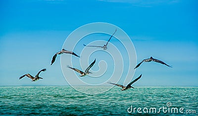 Outdoor view of group of pelicans flying in a gorgeous blue sky background in Pedernales beach Stock Photo